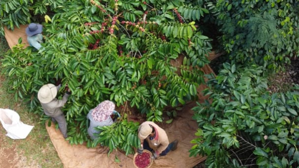 Không tăng diện tích cà phê, tập trung tái canh