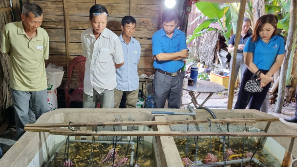 Nuôi lươn không bùn sử dụng cám công nghiệp, giảm rủi ro