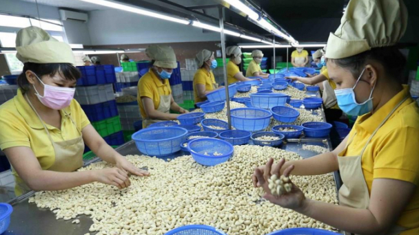 Ngành điều trong cơn khốn khó: Khác biệt hay là chết?