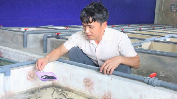 Chán cảnh xa nhà, chàng phiên dịch viên về quê nuôi lươn không bùn