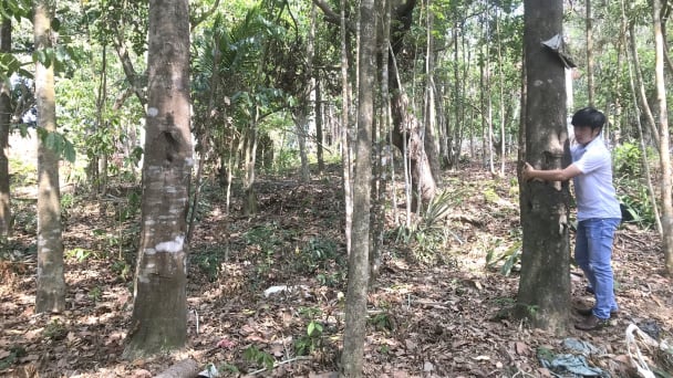 Đại gia dó bầu và tuyệt kỹ chế tác trầm hương xuất khẩu