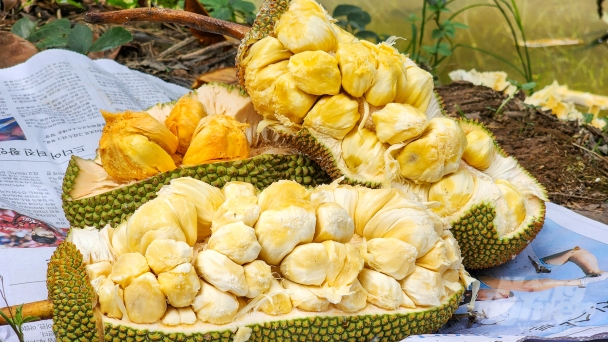 Độc lạ giống mít mang hương vị sầu riêng