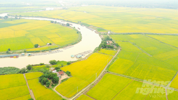 Trồng lúa đặc sản dưới chân núi lửa, năng suất 12 tấn/ha