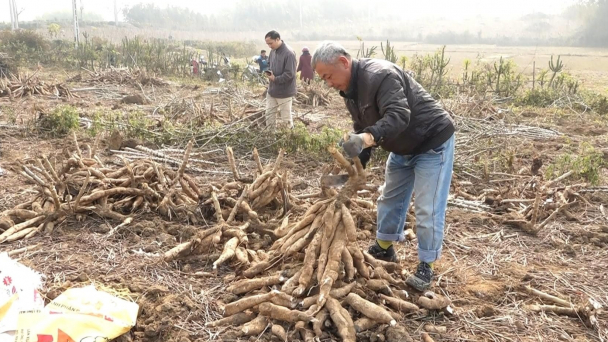 'Ngày tàn' của cây sắn Văn Yên