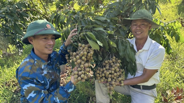 Trồng rải vụ theo hướng hữu cơ, nhãn Sông Mã 'đắt như tôm tươi'