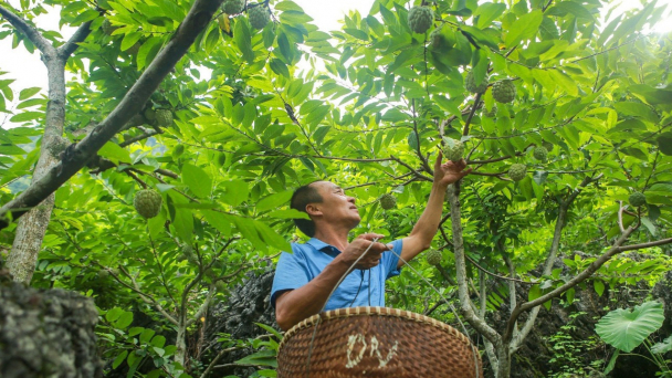 Chi Lăng bán đấu giá na