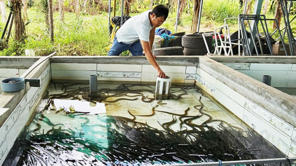 Nuôi lươn không bùn, thu hoạch quanh năm