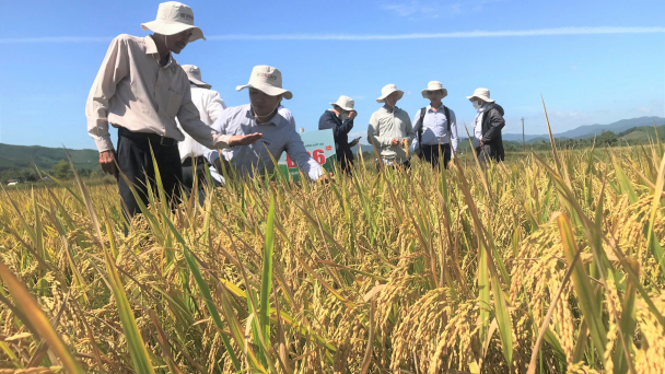 VNR10 cho năng suất 'phi thường' trong vụ hè thu