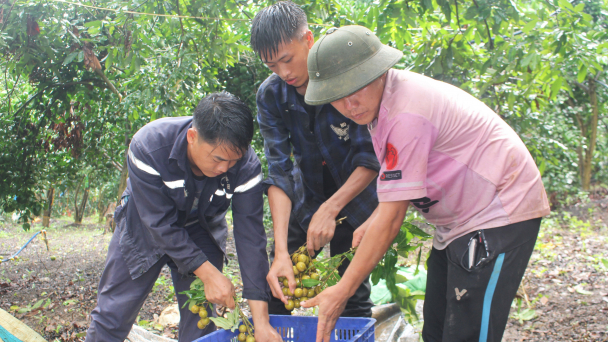 Mưa triền miên, nhãn Sông Mã trầy trật mùa thu hoạch