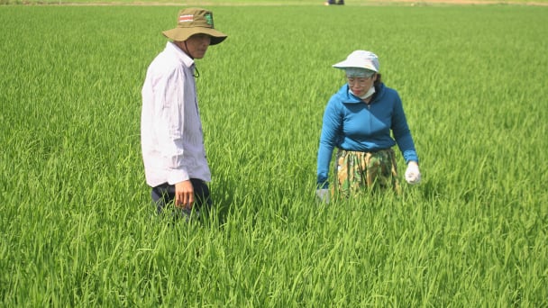 Sâu cuốn lá nhỏ mật độ cao bất thường trên lúa vụ mùa