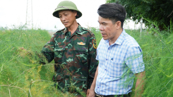 Chuyển lúa sang trồng 'vua rau', ngày nào cũng rủng rỉnh tiền