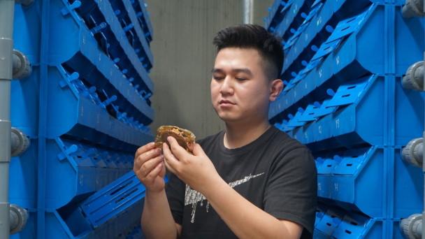 Đưa cua biển nuôi trên rừng