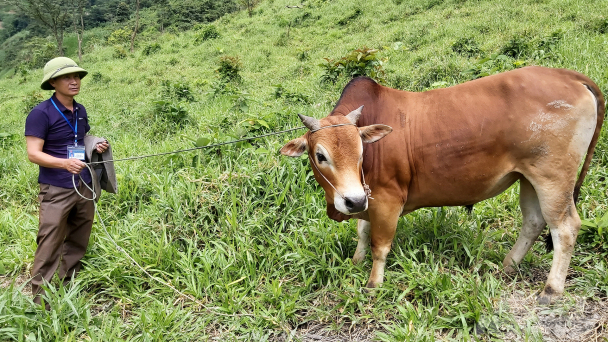 Giá tụt thảm, nghề vỗ béo trâu bò hết thời