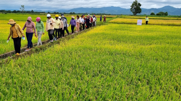 ‘Cơn sốt’ giống lúa TBR97 ở vùng đất khó Ia Pa