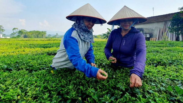 Vùng chè Hải Hà và bài học của sự dễ dãi