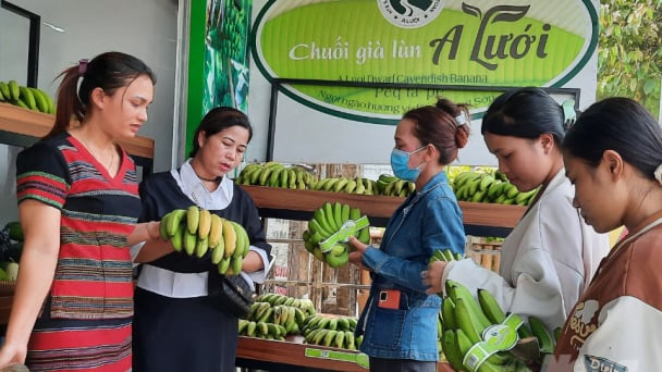 Chuối già lùn - từ cây xóa nghèo đến sản phẩm OCOP