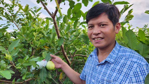 Xã có hơn 500 hộ trồng ổi lê, thu gần 50 tỷ đồng/năm