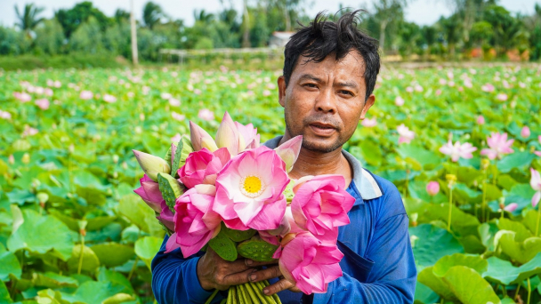 Dùng giải pháp hữu cơ, vi sinh phòng trị hiệu quả bệnh thối ngó cây sen