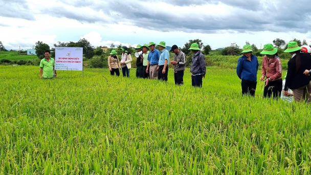 Nông dân Gia Lai tấm tắc khen gạo BC15