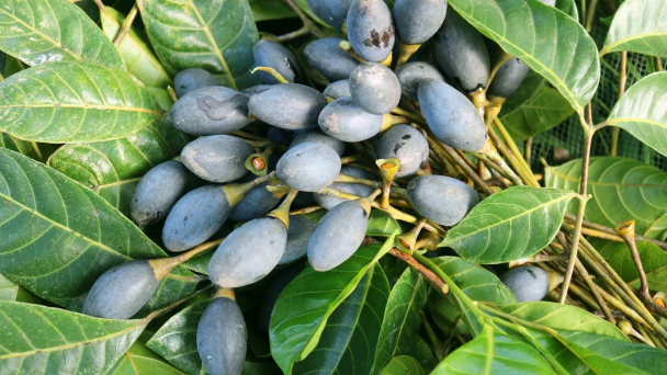 Chuyên gia Nguyễn Lân Hùng: Miền núi nên mở rộng đối tượng cây trồng