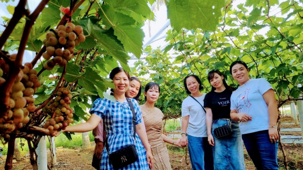 Vườn nho khiến người dân 'đất võ' hiếu kỳ