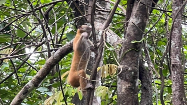 Thả cu li về rừng tự nhiên