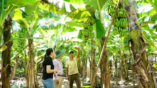 Đồng bào Pa Kô ngỡ ngàng với mô hình thâm canh chuối