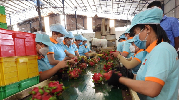 Vực dậy mặt hàng thanh long [Bài 1]: Không còn 'một mình một chợ'