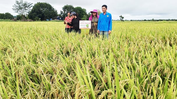 Mới lên Tây Nguyên, Hưng Long 555 đã 'đắt hàng như tôm tươi'