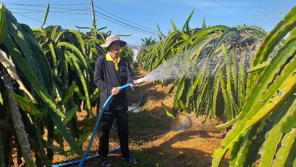 Vực dậy mặt hàng thanh long: [Bài 3] Hướng tới sản xuất xanh, giảm phát thải