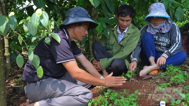 Cách làm 'độc lạ' của HTX Nông sản hữu cơ Bechamp