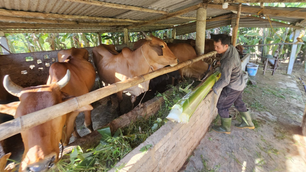 Nửa đêm dậy ngắm đàn bò...