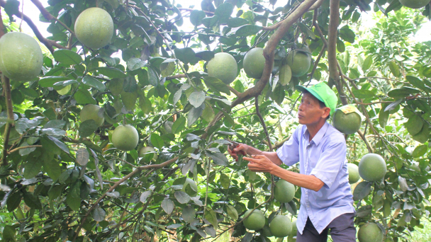 Muốn theo đuổi nông nghiệp hữu cơ, phải yêu đất như con