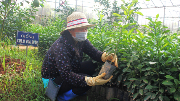 Vực lại vựa cam Cao Phong: Giống sạch bệnh mở đường cho tái canh