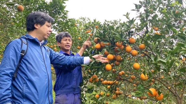 Vực lại vựa cam Cao Phong: Chuyển hướng canh tác hữu cơ