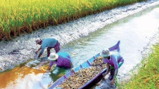 Bạc Liêu tạo đột phá cho chuỗi giá trị 'lúa thơm - tôm sạch'