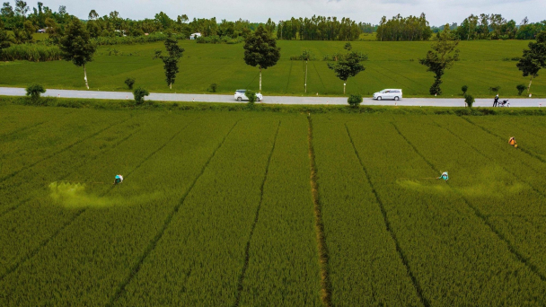 Hậu Giang làm bản đồ lúa gạo Việt Nam từ gạo đặc sản 63 tỉnh thành