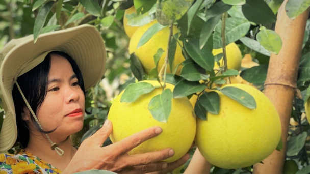 Huyện Hương Khê thu gần 590 tỷ đồng từ bưởi Phúc Trạch