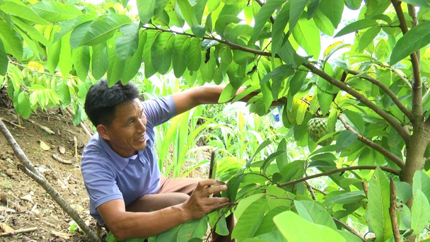 Cây na mang hy vọng đổi đời cho người Mông