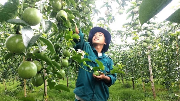 Đi tìm hào quang cho chanh leo [Bài 4]: Chất lượng giống đang có vấn đề