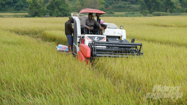 Người dân vùng biên giờ không biết gánh lúa