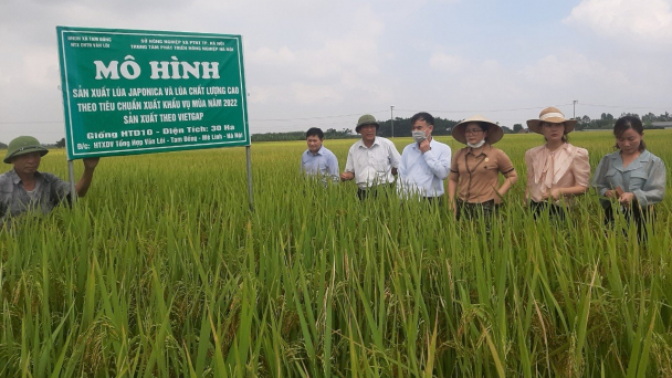 Những chuỗi liên kết lúa gạo điển hình