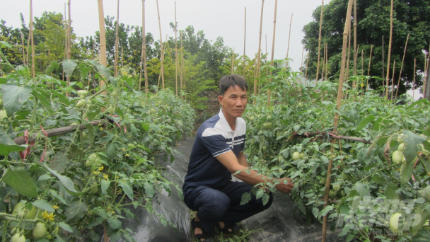 Hợp tác xã chuyên ghép giống cà chua