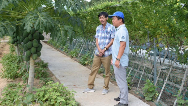 Độc đáo trang trại hữu cơ tuần hoàn ở vùng nóng nhất Bình Định