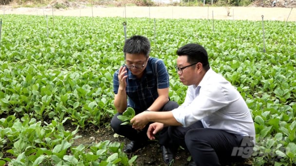 Liên kết sản xuất rau VietGAP, yên tâm đầu ra