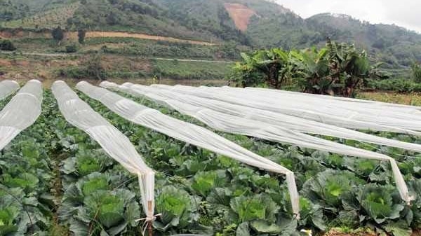 Khuyến cáo phòng chống rét cho cây vụ đông ở vùng cao