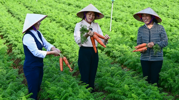 Khi cà rốt củ to hay nhỏ không còn quá quan trọng