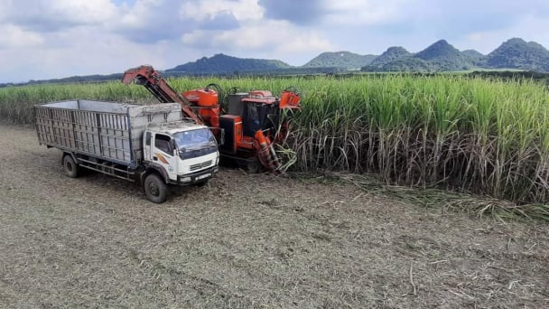 Bỏ cam trồng mía, doanh nghiệp lãi ròng 25 tỷ đồng/năm