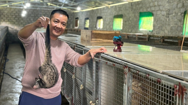 Nuôi chồn hương, 'một vốn bốn lời'