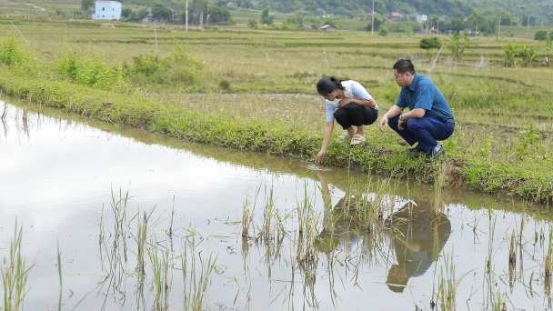 Nuôi cá trên ruộng lúa vụ đông, 'nhất cử lưỡng tiện'